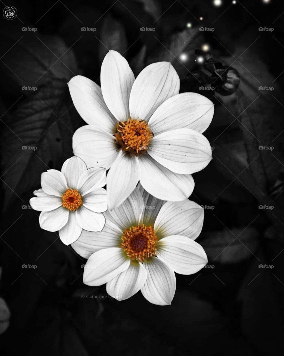 flower black background