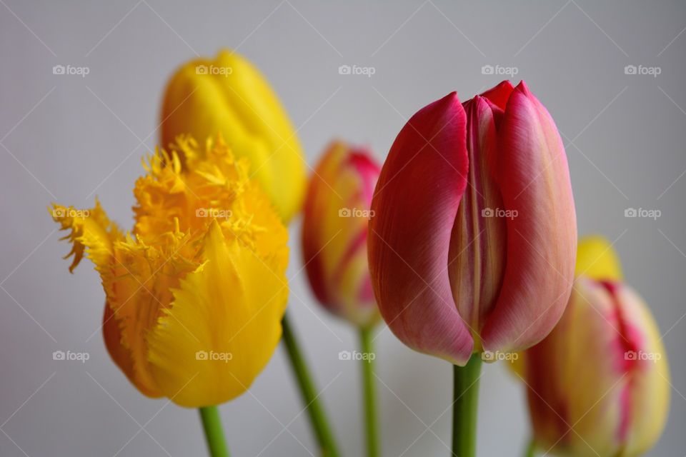 tulips flowers art nature