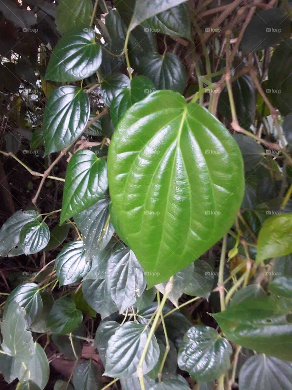 betel leaf, betel leaf helps to prevent body odor add juice of betel leafor oil in your both water to remain fresh the whole day it is good for diabetes