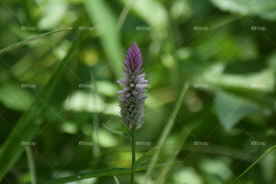 Pretty little flowers 🙂🌸🌼💮🏵️