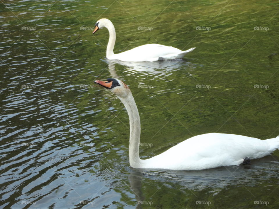 Two Elegant Birds