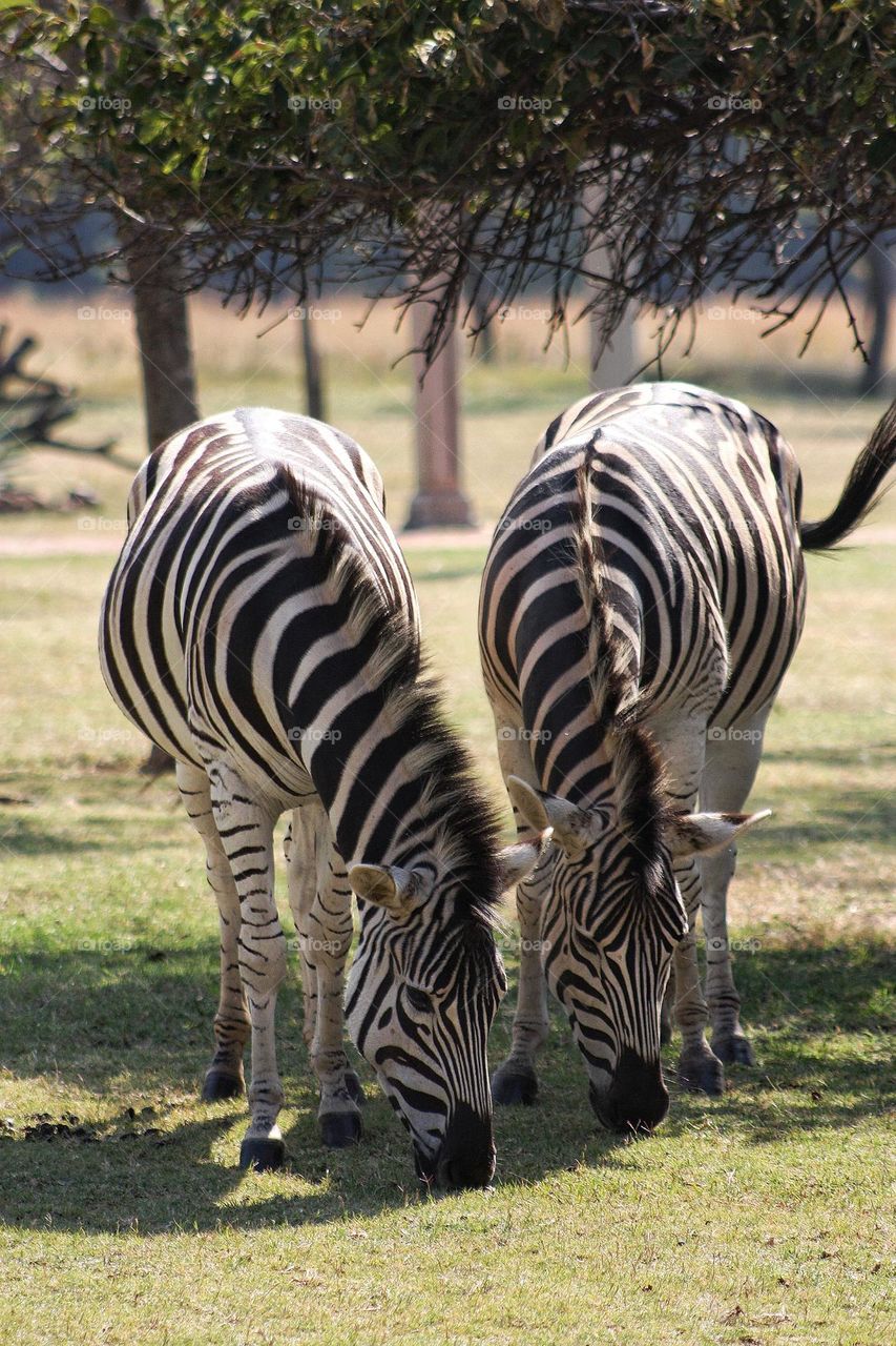 two zebras grazing in the afternoon.