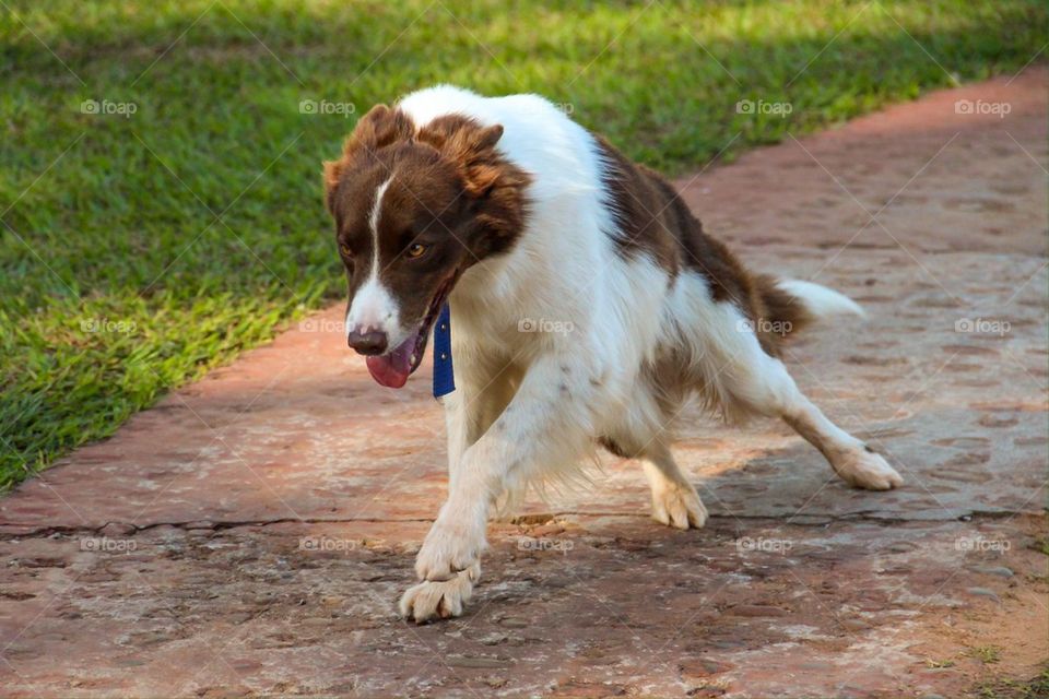 Running Dog