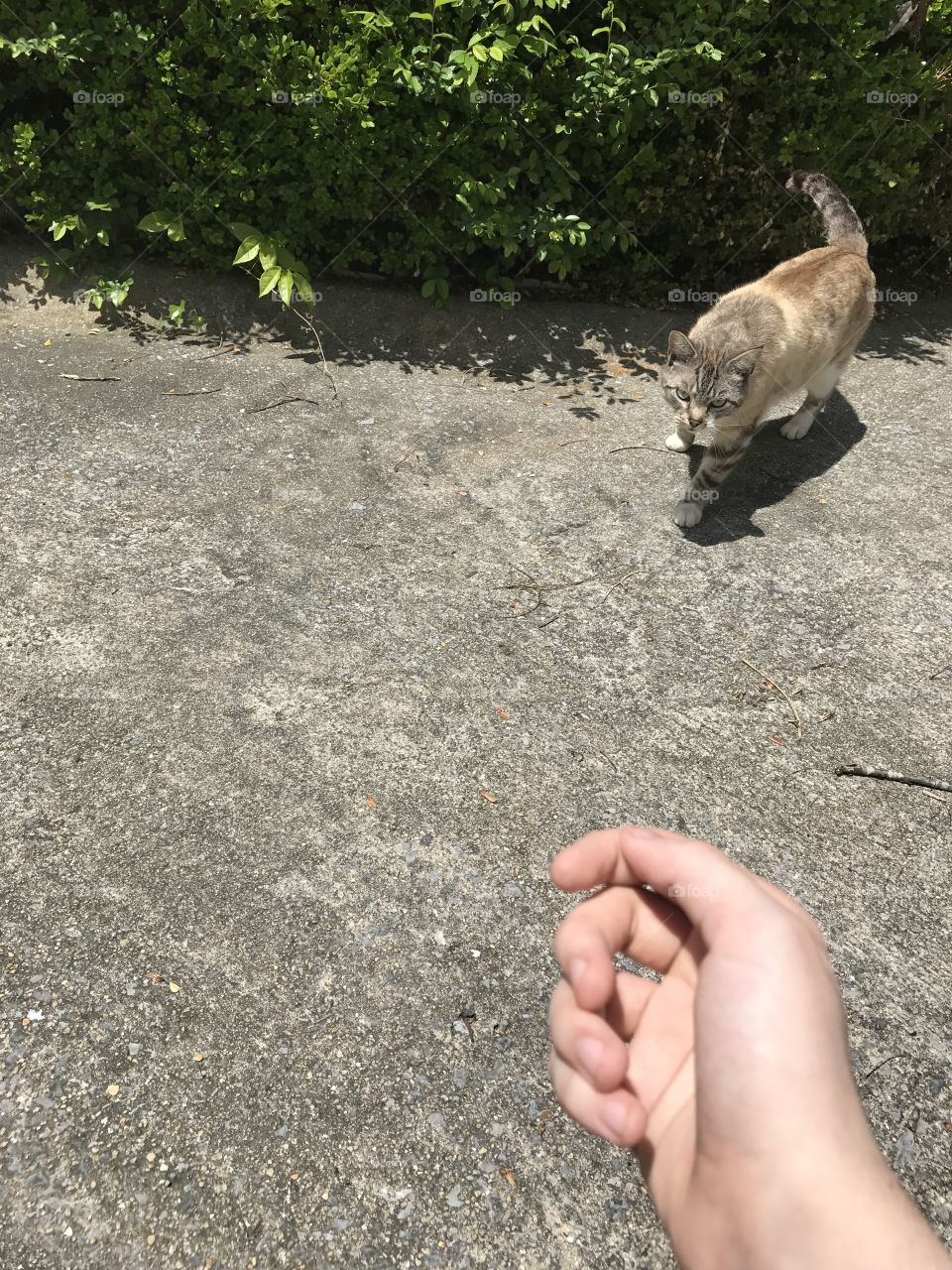 A person reaching out a hand to brown, white, and gray approaching cat with stripes
