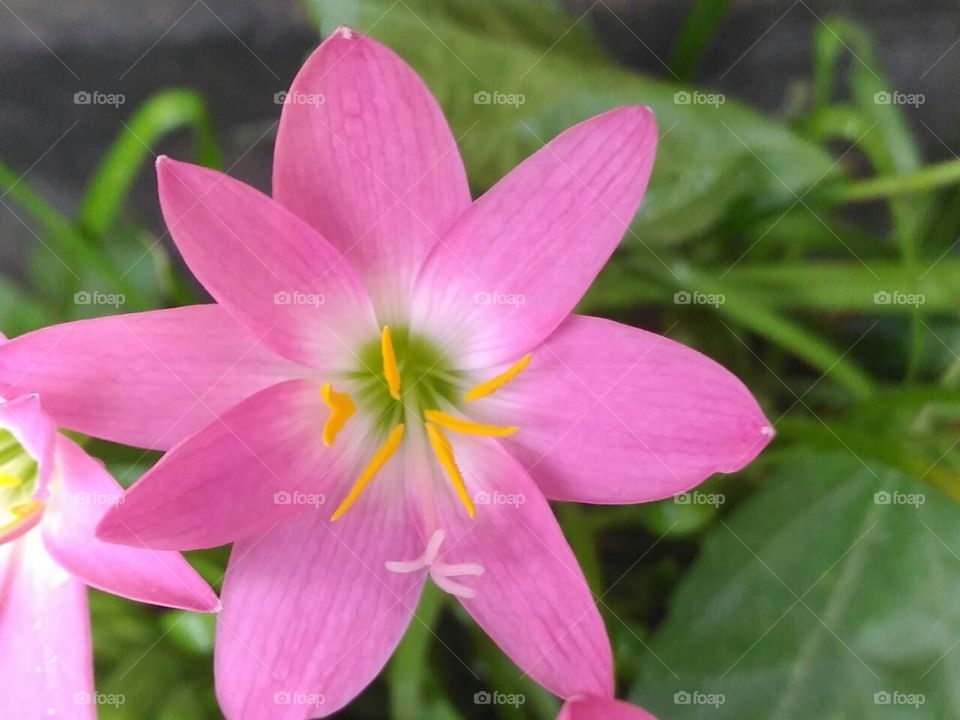 Beautiful  Babypink  colour   flower.