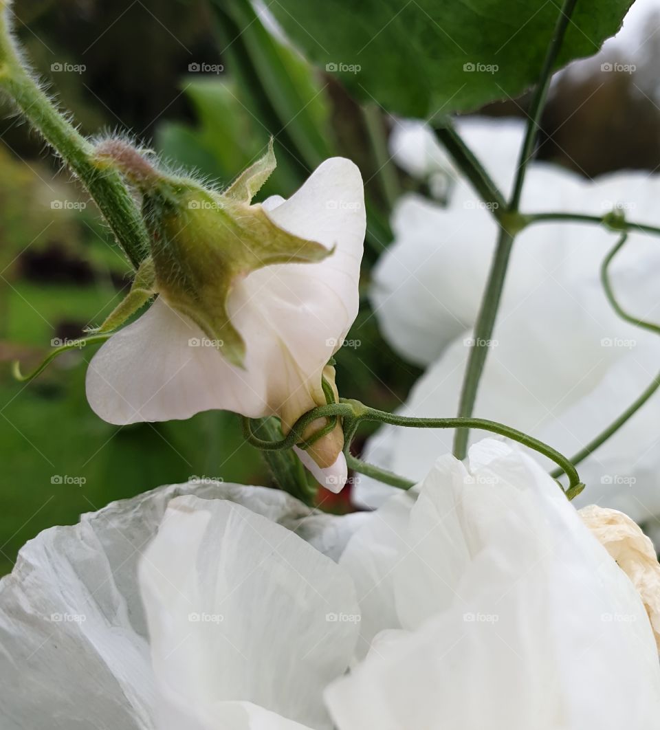 White flowers in the garden.