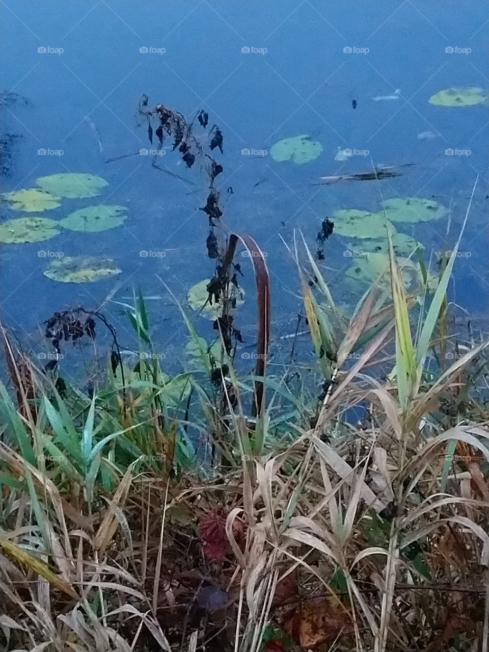 Autumn, at the river pool