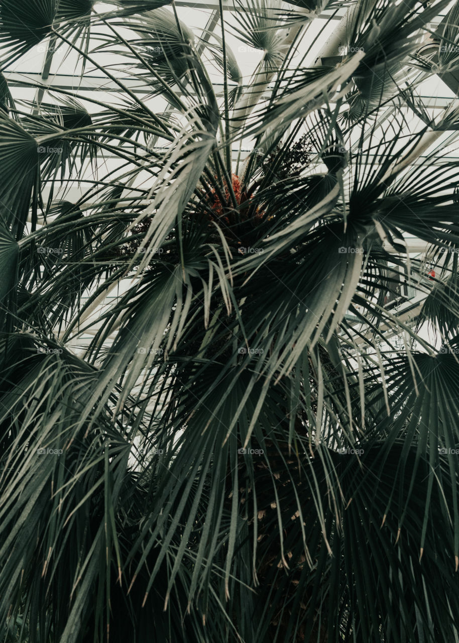 St. Louis Botanical Palm