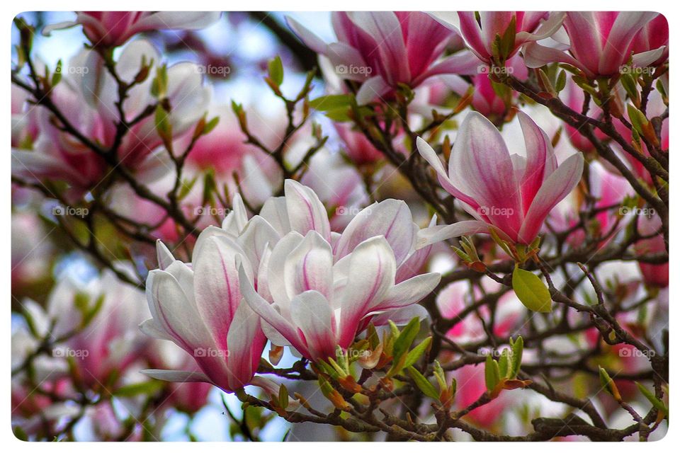 Magnolia