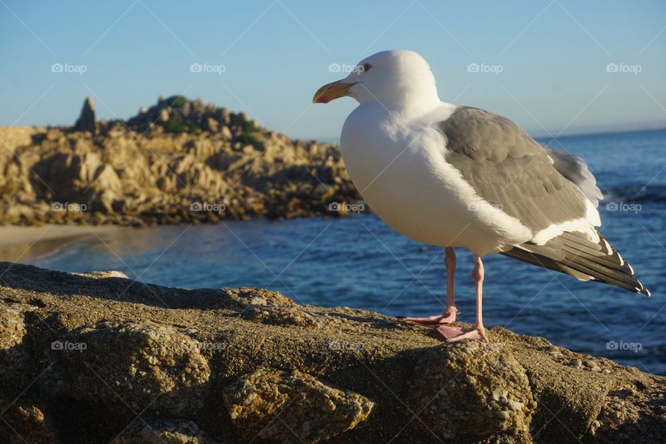 Seagull
