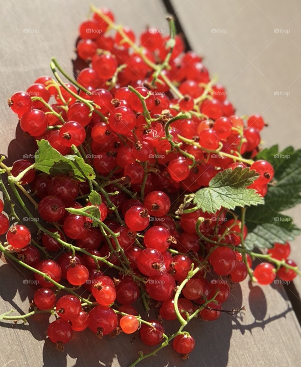 wild red currants
