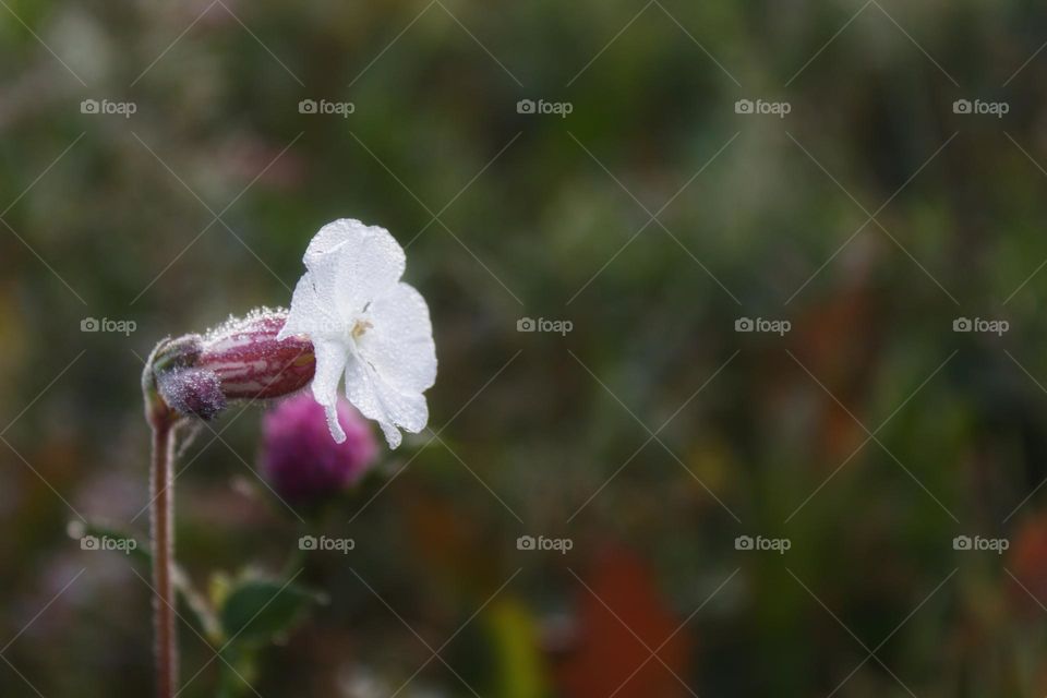 Early morning just after the hot air balloon ride taking a picture of the morning due of a pretty little flower at the landing meadow.