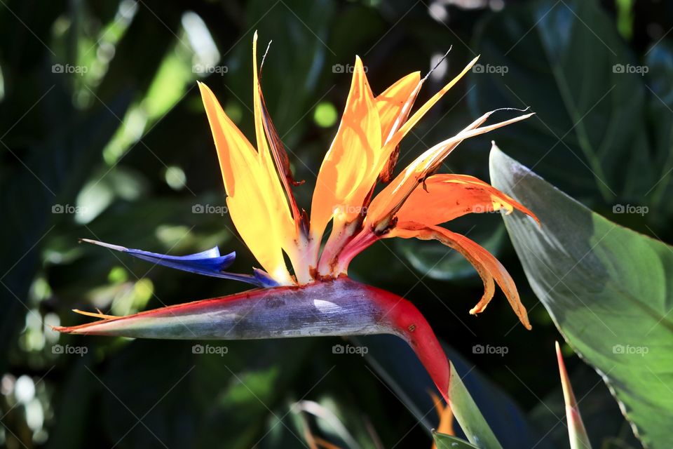 Australian bird of paradise exotic flower closeup, orange, purple, red and yellow 