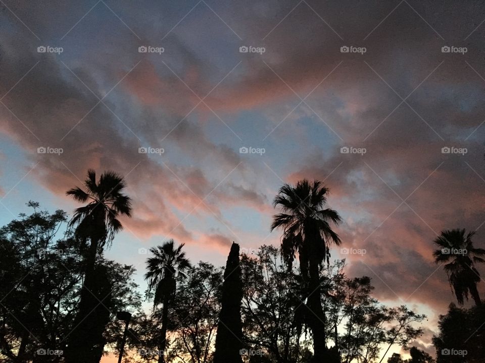 Silhouettes of palm trees at sunset in Pasadena, California