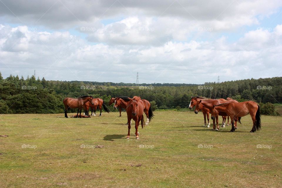 Sleeping horses