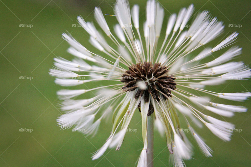 Dandelion