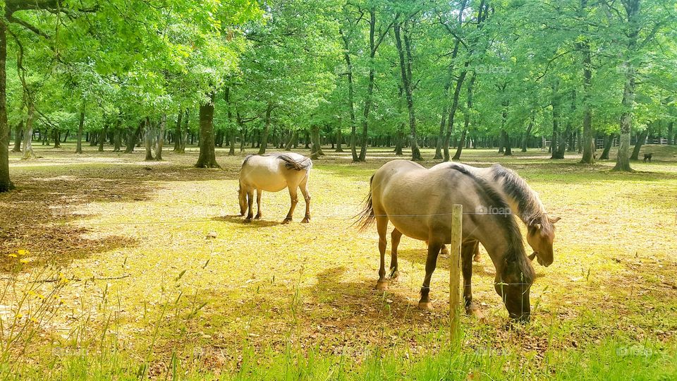 Ponies in the woods