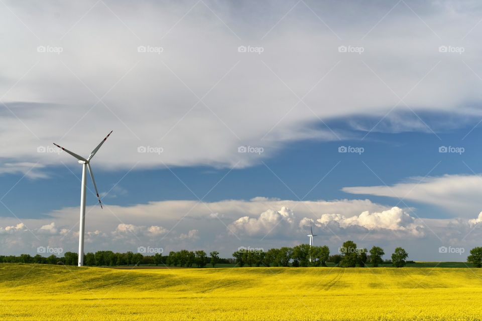 Wind power plant in a field rape on a background of blue sky and white clouds