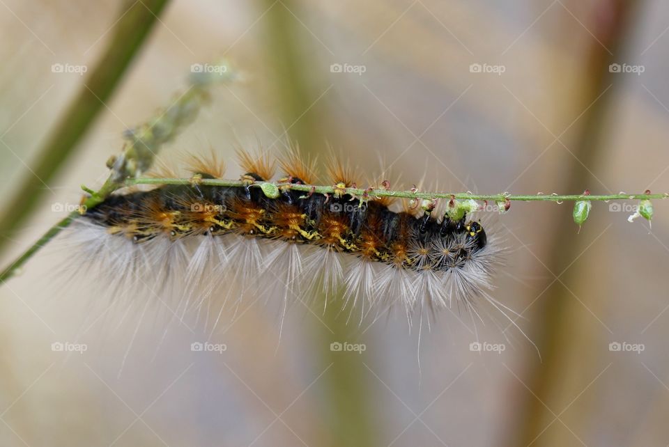 Orange & Black Caterpillar