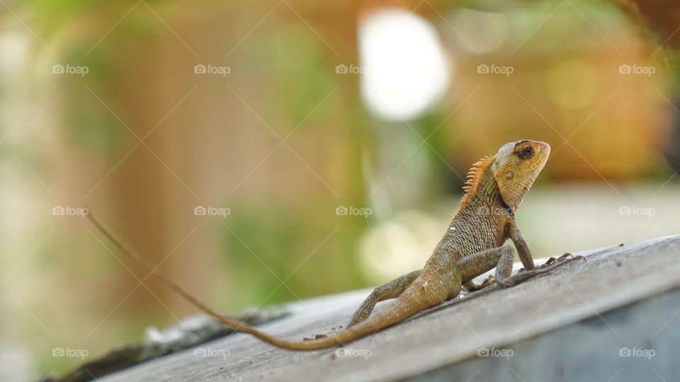 lizard in the yard