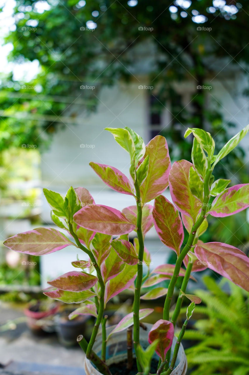 Portraits of a plant 