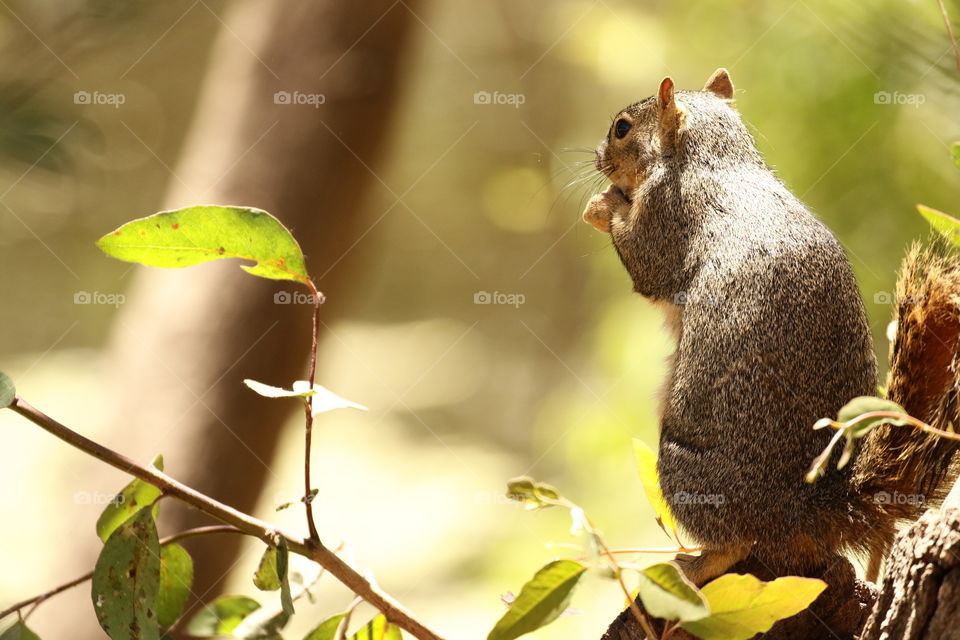 Back view of squirrel eating in the woods 