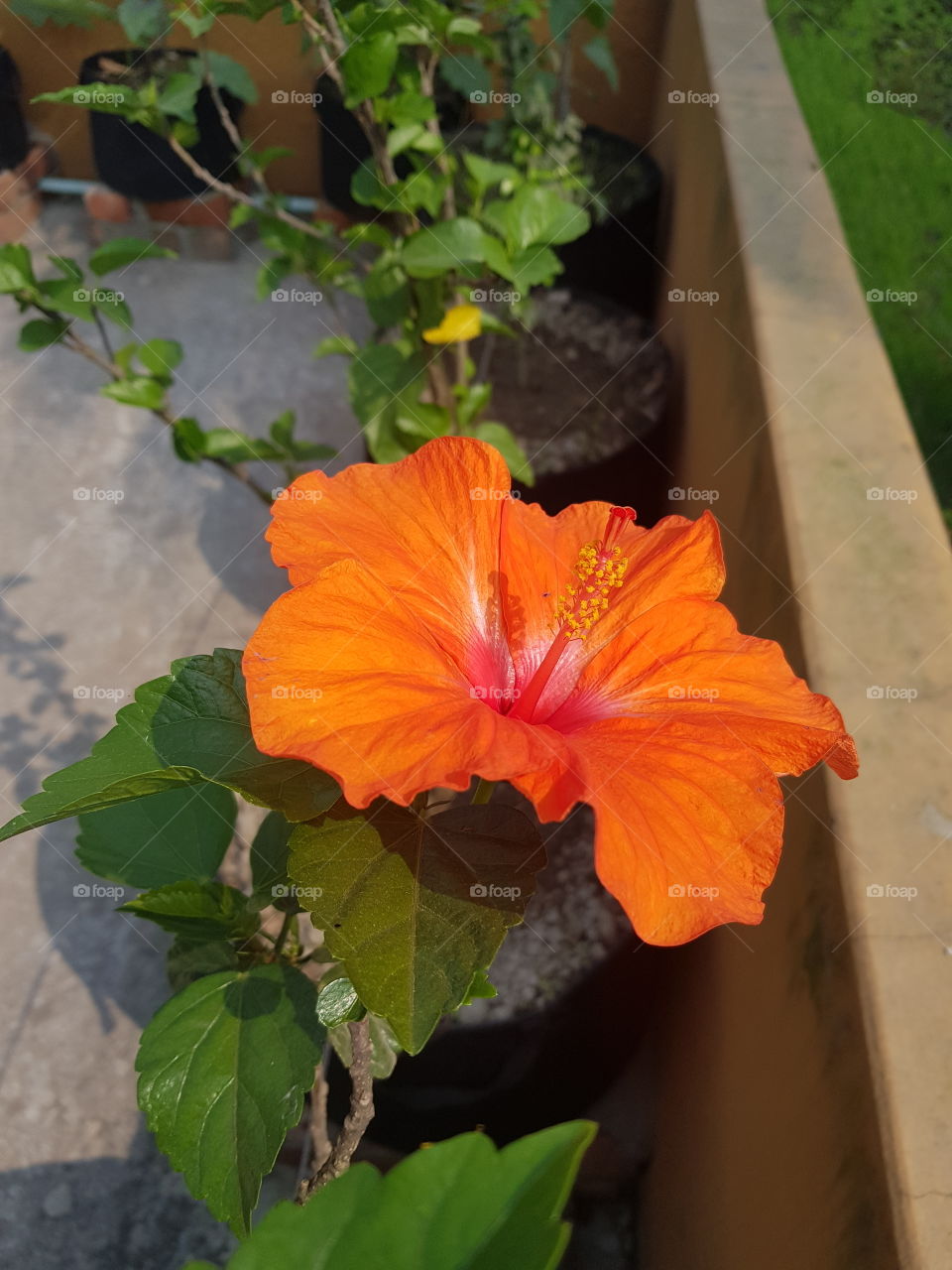 jaba flower around my garden