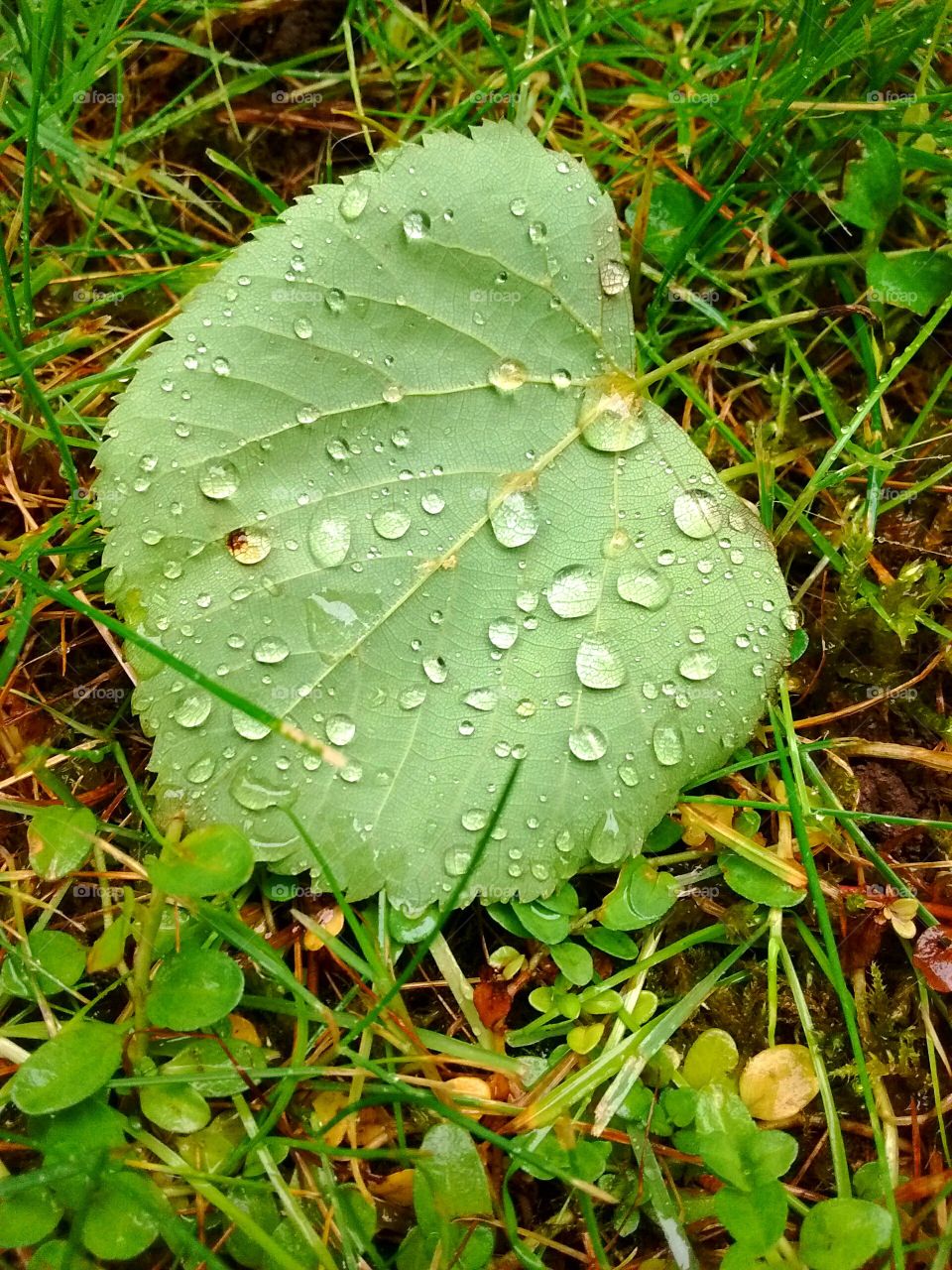 raindrops on leaf