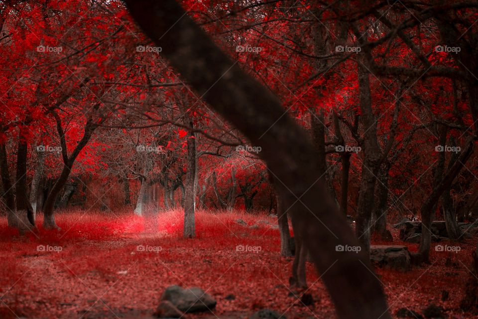 ROMANTICO, AMORE, PASSIONE, CUORE.