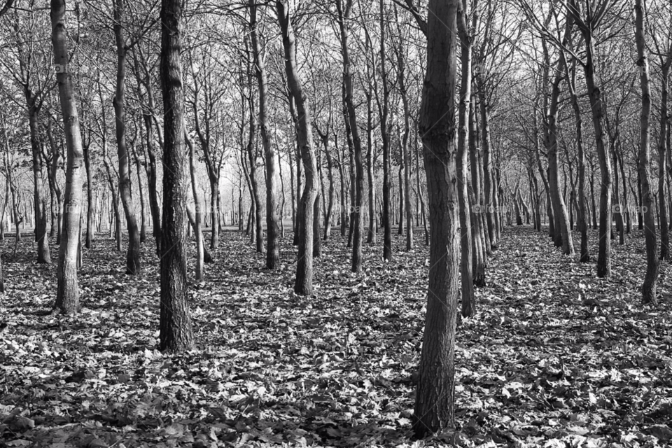 winter light white black by mojo26