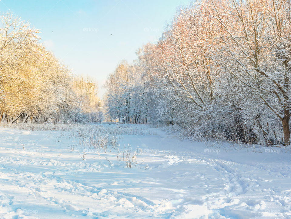 Snow covered trees in winter