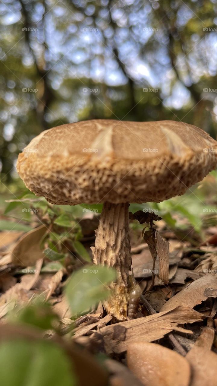 Fungus