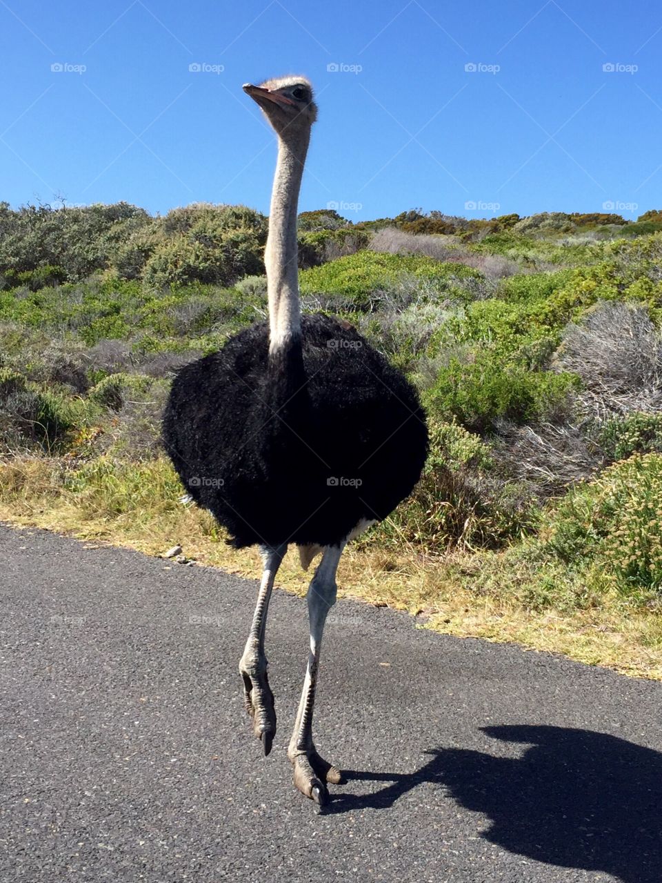 SA Ostrich. Most southern point of Africa...!