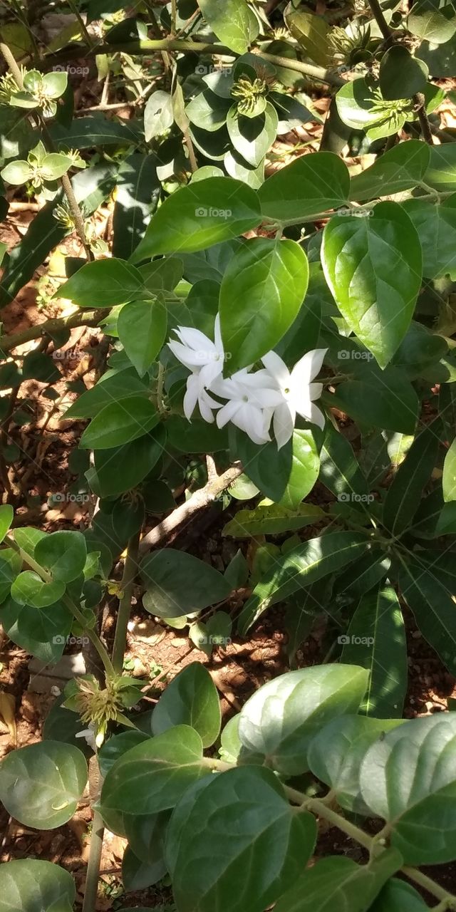 Jasmine flowers from my garden