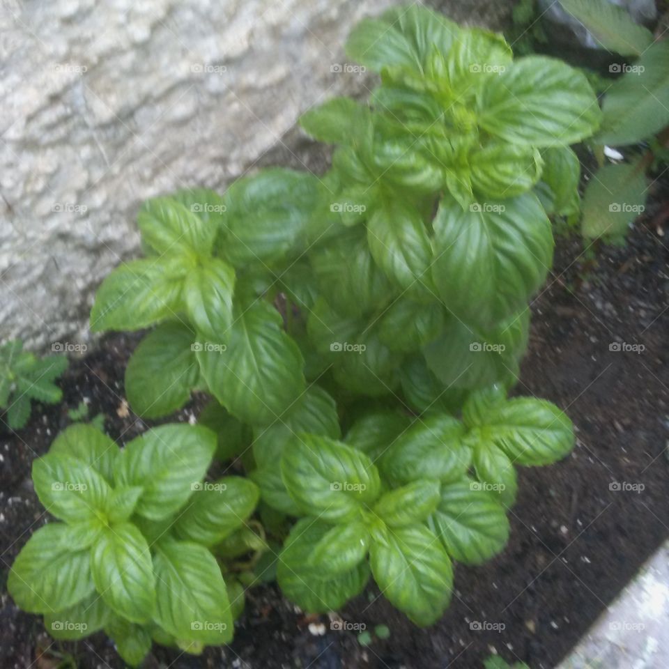 My new Basil plantgrowing!