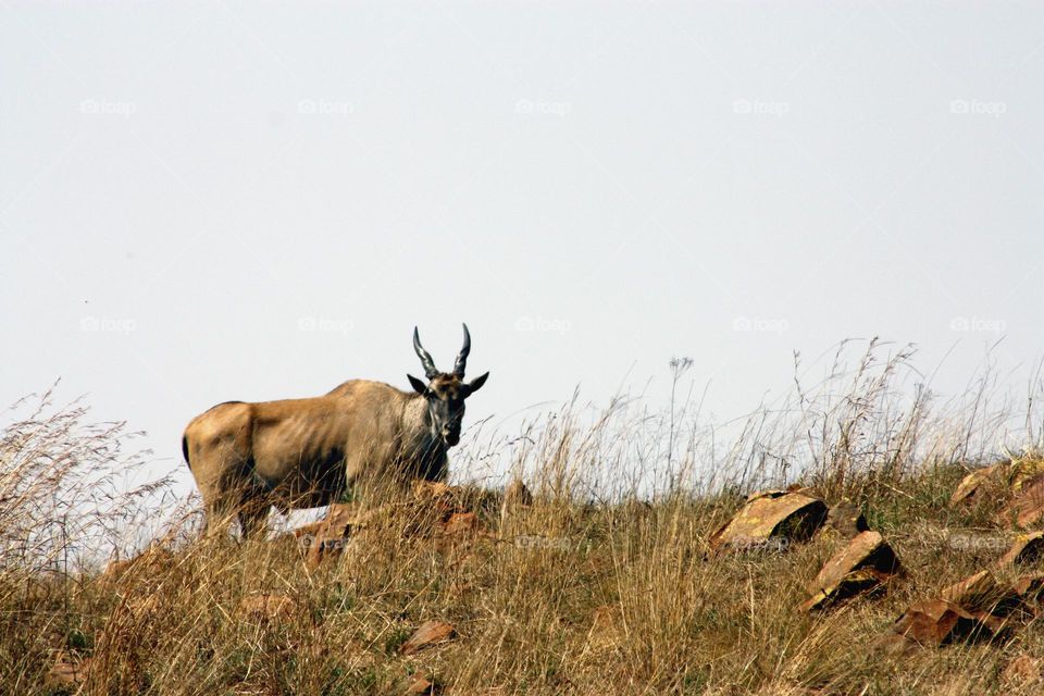 Beautiful Eland.big antelope.