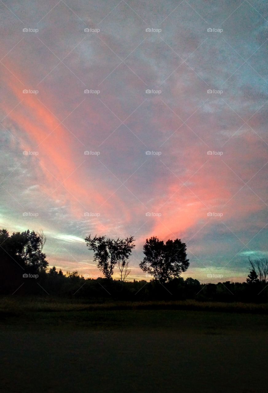 Pink's clouds floating from tops of trees