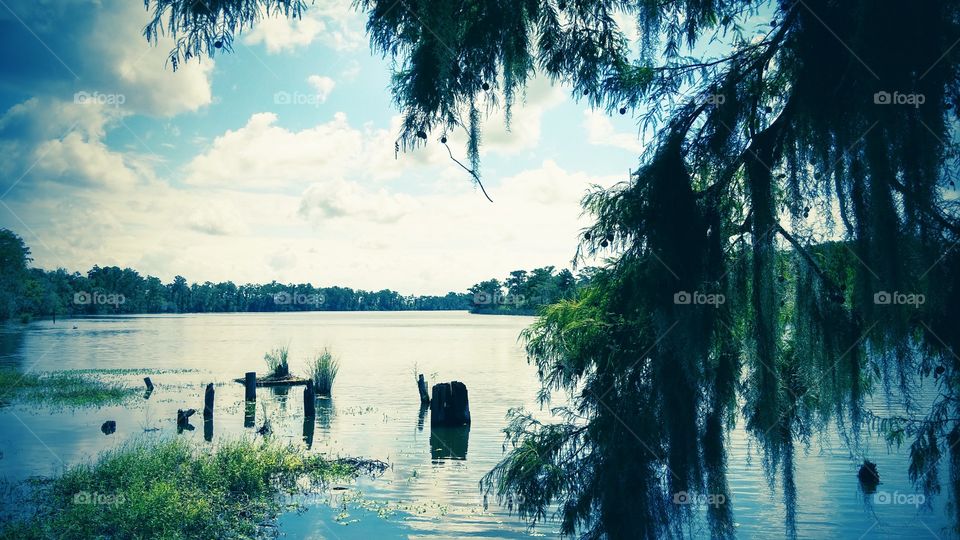 Water, Tree, Nature, Reflection, Lake