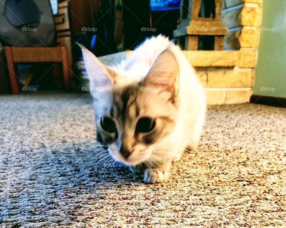 curious snow point siamese cat