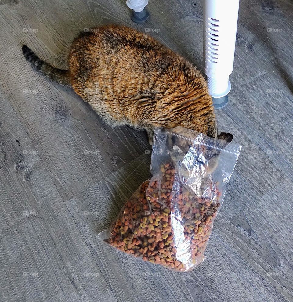 She couldn't wait for me to wash her bowl out - went headfirst into the bag and started munching!