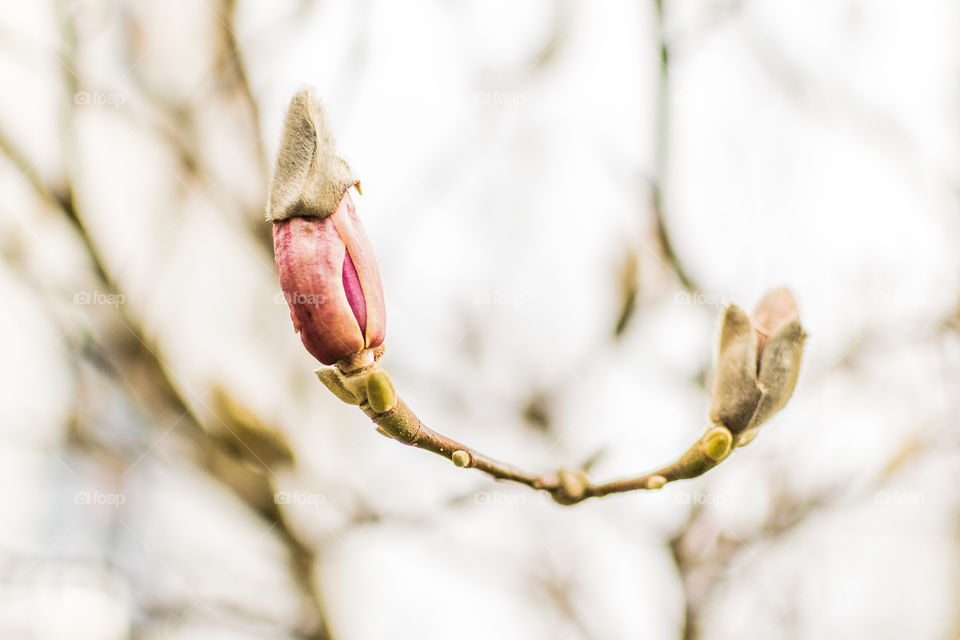 The magnolia buds are leaving their coats