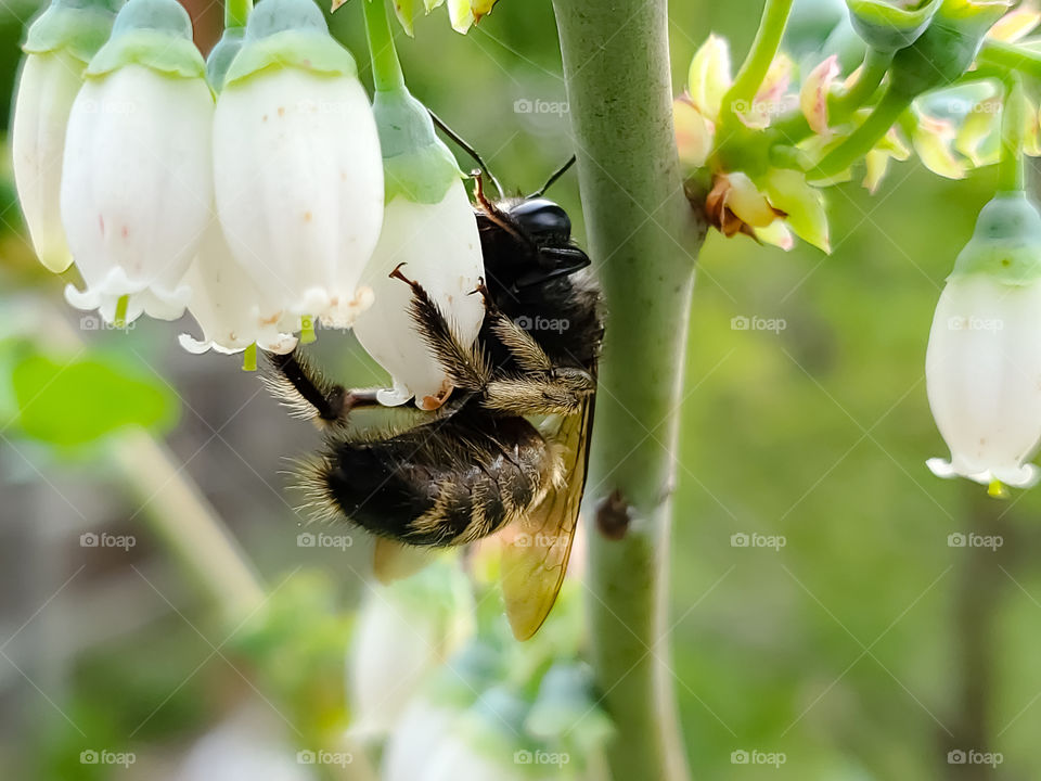 Black and copper color bumblebee pollinating white blueberry flowers