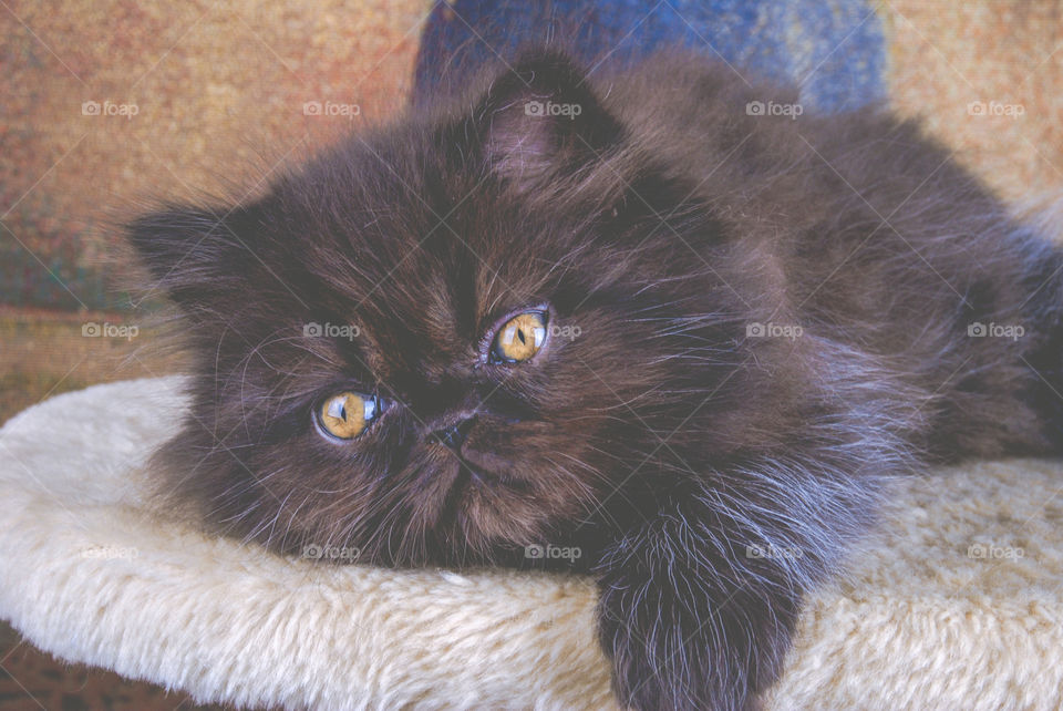 Black Persian Kitten with Gold Eyes 4