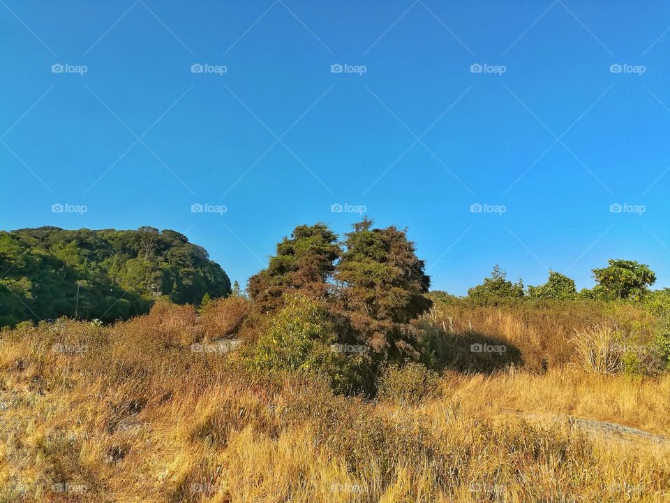 Sherb and grassland against clear blue sky.