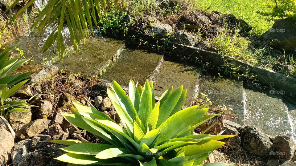 БРОМЕЛИ, ДРЕВИ, ПАНЕЛЬ, ЛИСТ І РОСЛИНИ.