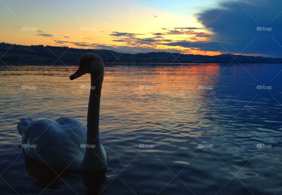 Swan at sunset