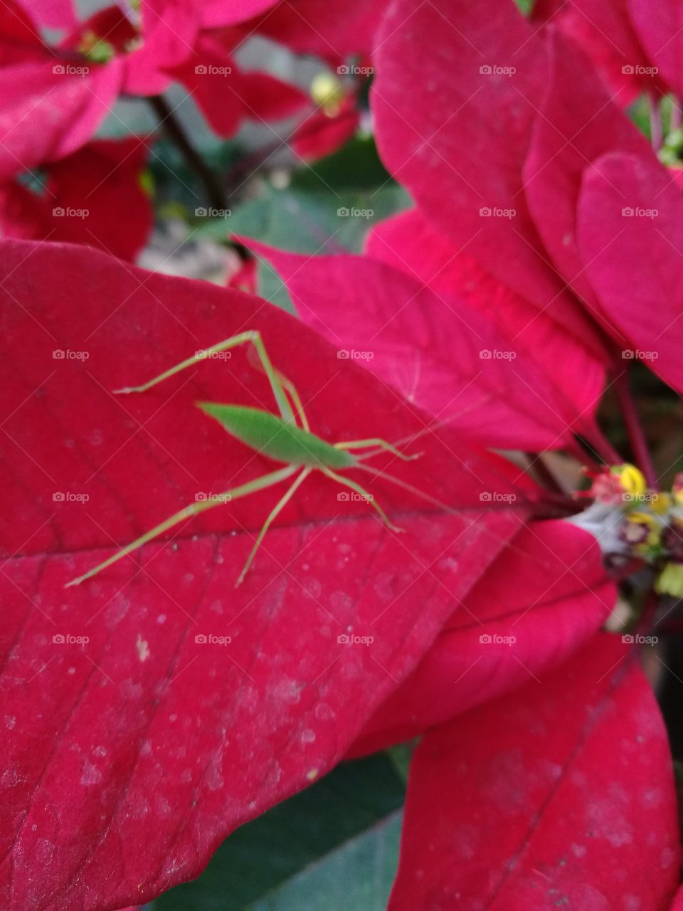 A small green grasshopper