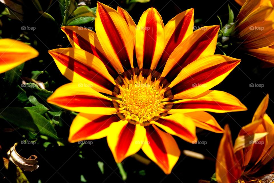 New flower in the garden