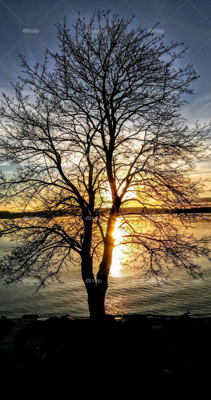 Tree in the Sunset