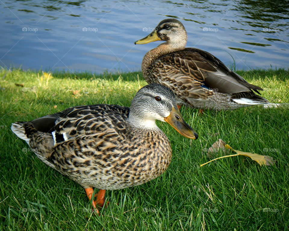 Ducks Sunbathing 